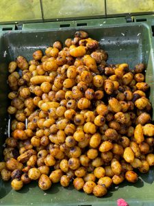 Тигровый орех для рыбалки